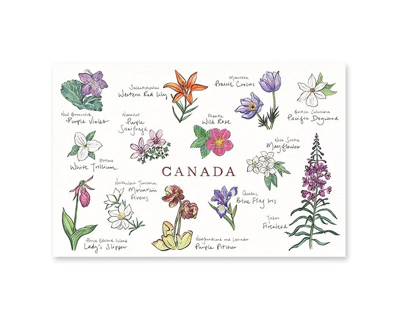 Canadian Floral Emblems Postcard